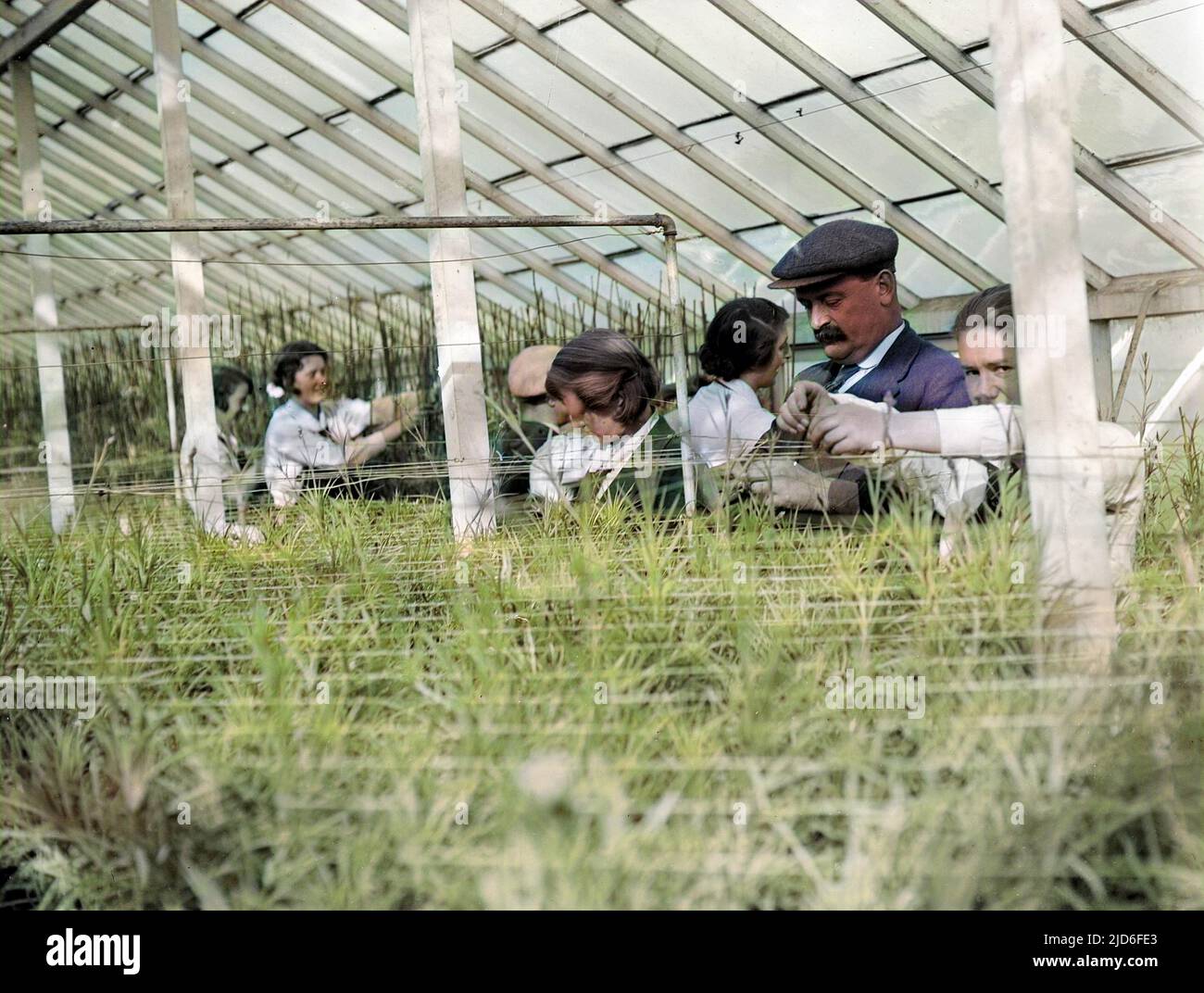 Students learning how to harvest properly in a greenhouse at Swanley Agricultural College, Swanley, Kent, England. Colourised version of : 10164553       Date: early 1930s Stock Photo