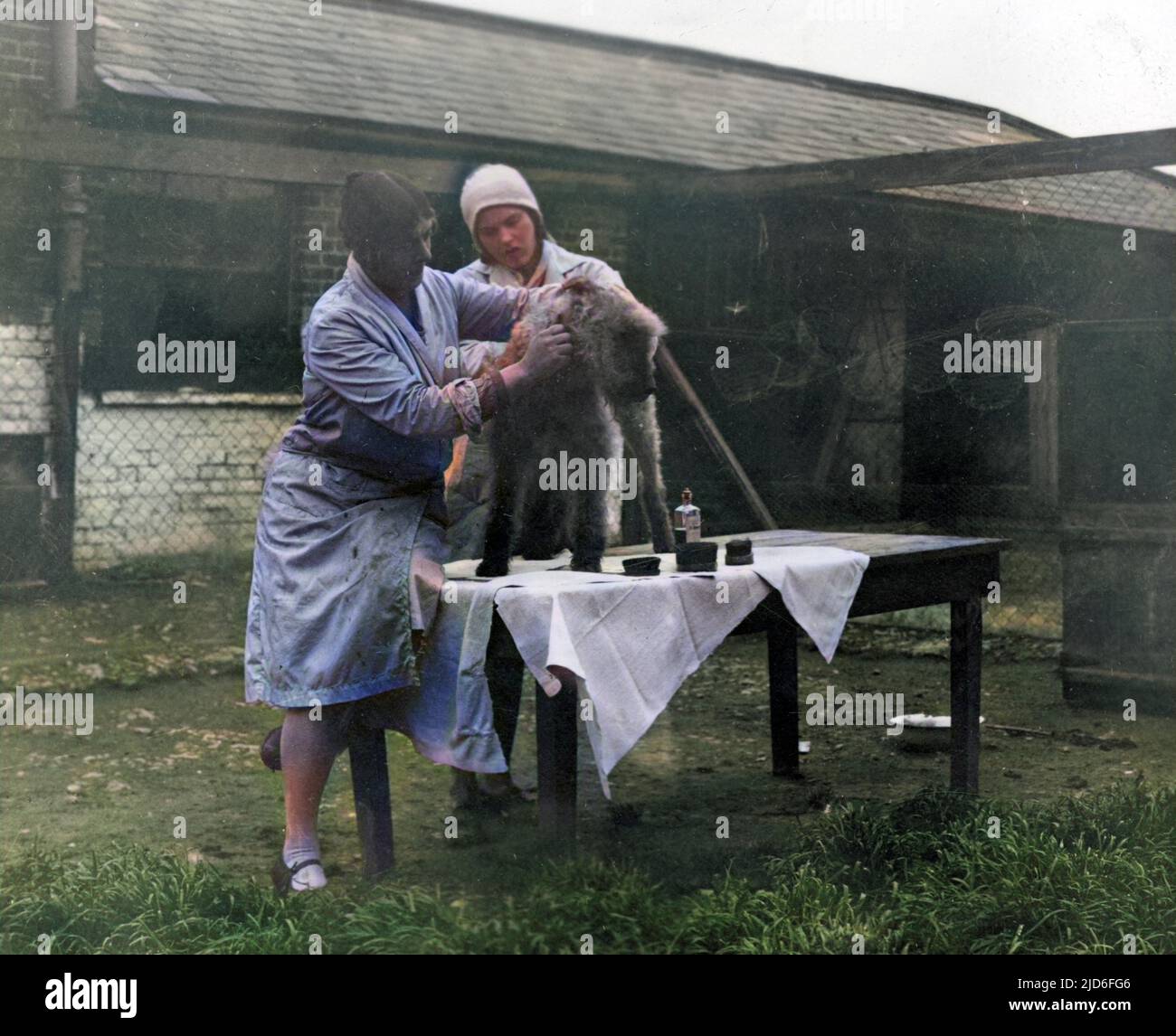 A lucky wire-haired terrier is groomed on a table by two women at a private dog 'hotel' (boarding kennel). Colourised version of : 10164904       Date: early 1930s Stock Photo
