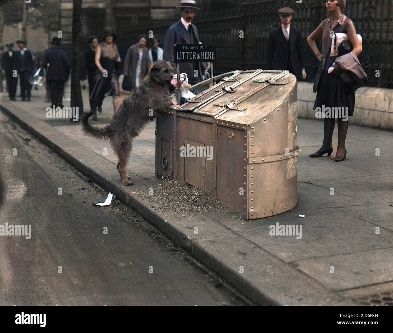 An exemplary dog picking up litter and depositing it into a special