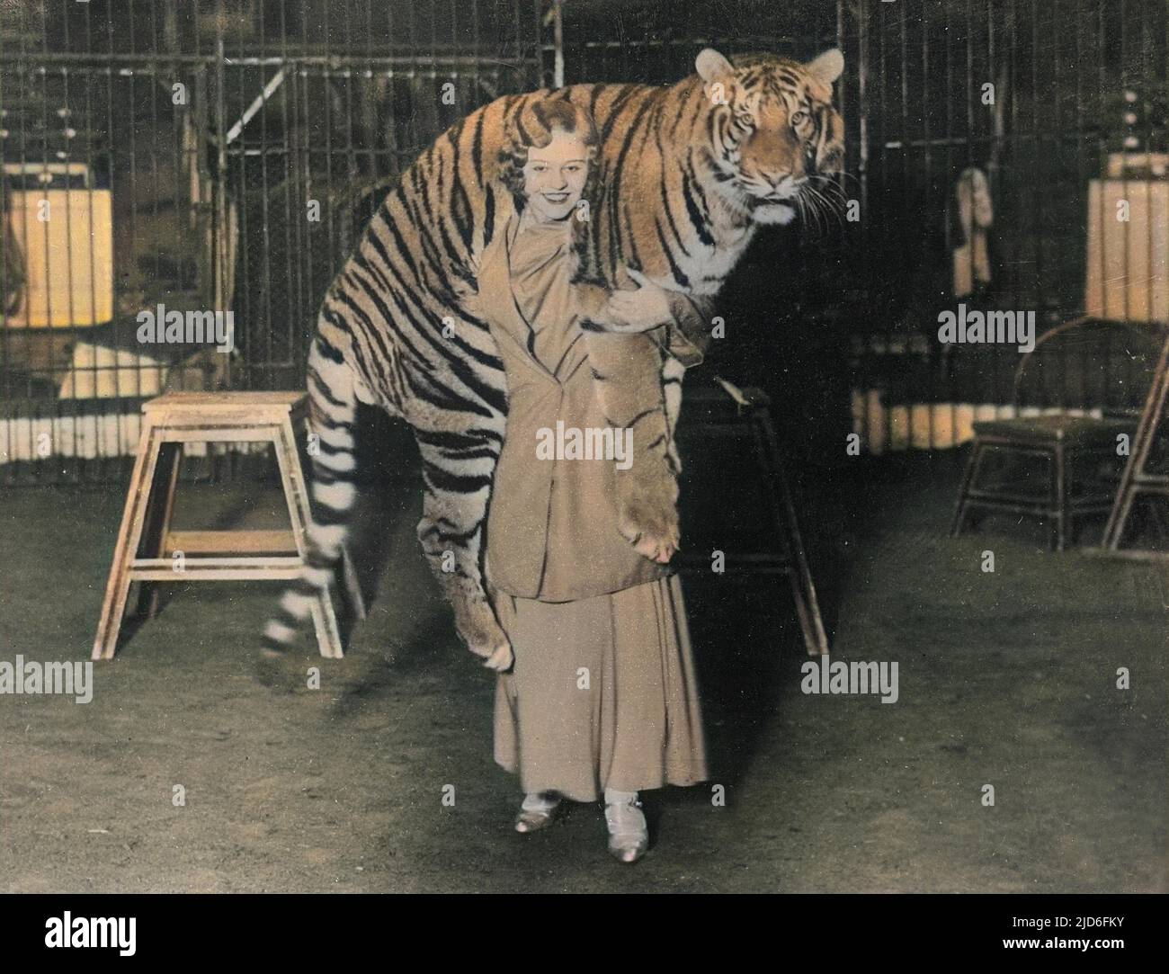 Circus trainer tiger hi res stock photography and images Alamy
