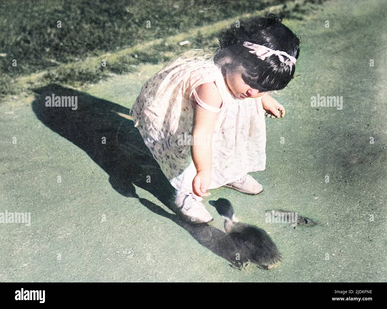 A little girl feeding a duckling. Colourised version of : 10165177       Date: early 1930s Stock Photo