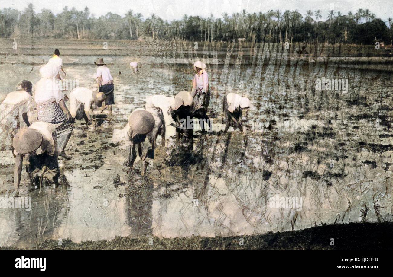 Harvesting in the rice fields, Java, Indonesia. Colourised version of ...