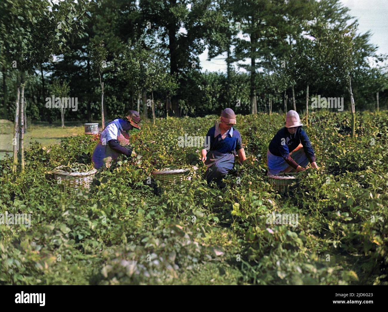 Picking potatoes on an English farm. Colourised version of : 10168195       Date: early 1930s Stock Photo