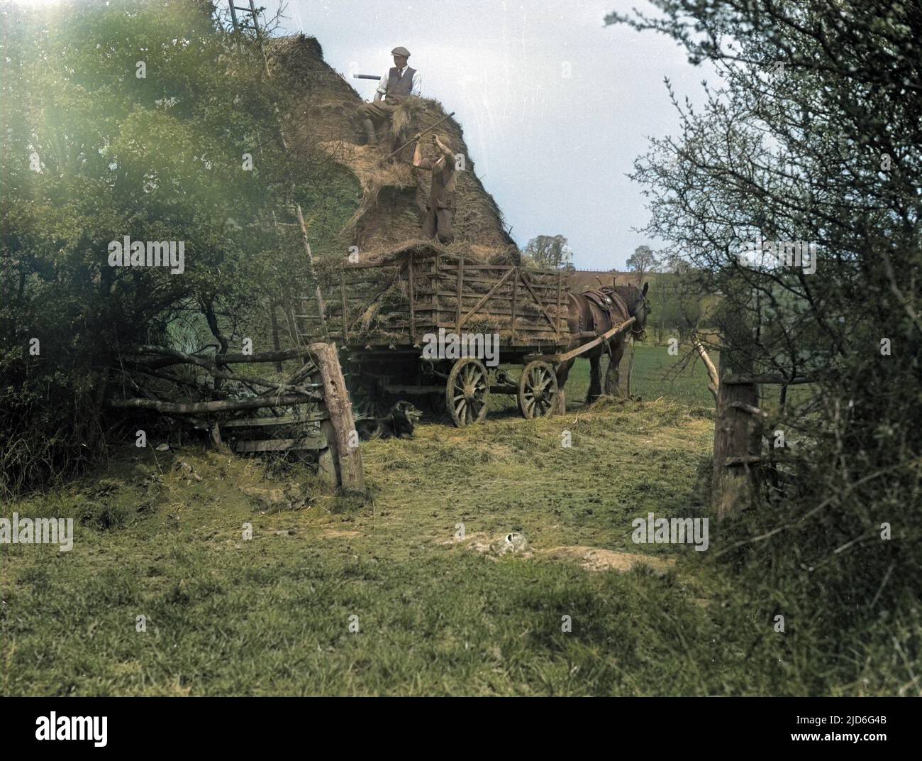 Haymaking on a farm in the Cotswolds, England : Unloading hay from a horse cart onto a haystack. Colourised version of : 10168167       Date: early 1930s Stock Photo