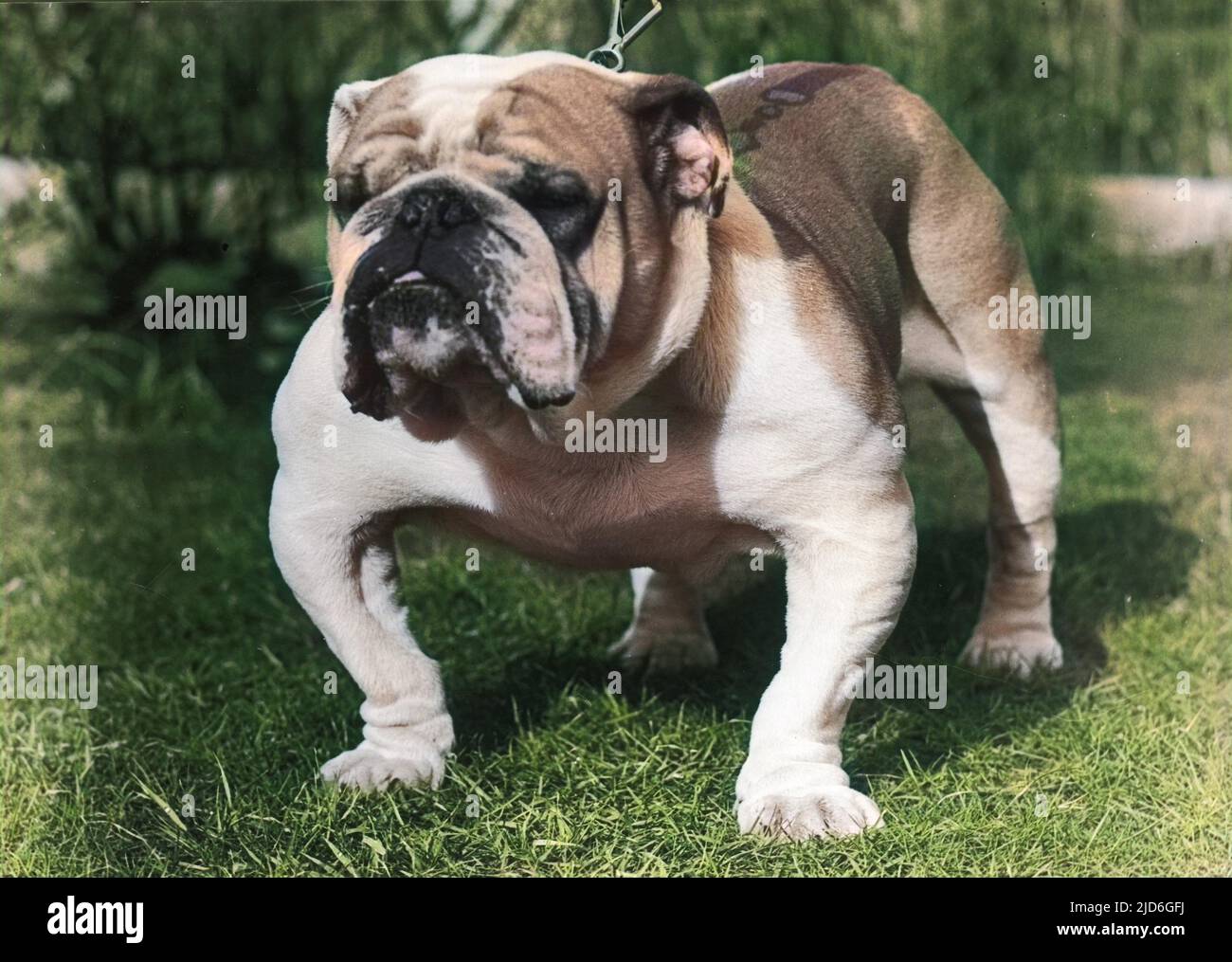 A sturdy bulldog on a chain lead. Colourised version of : 10171009       Date: 1960s Stock Photo