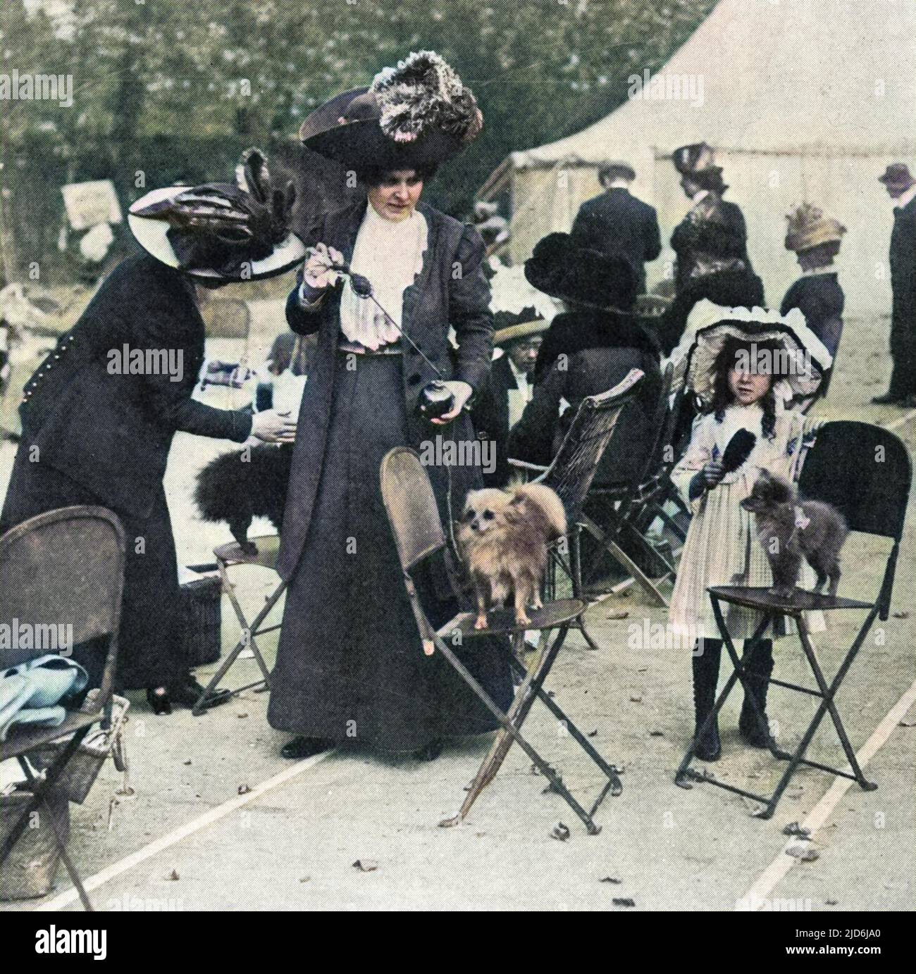 A patient Pomeranian stands on a folding chair while being squirted with perfume at the Ealing and District Canine Society dog show. Colourised version of: 10527362       Date: 1911 Stock Photo