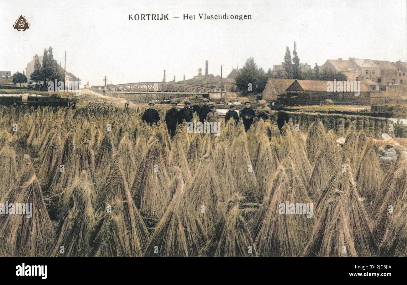 Stooks in a field - sheafs of grain at Kortrijk, Belgium Colourised version of: 10645598       Date: circa 1910s Stock Photo