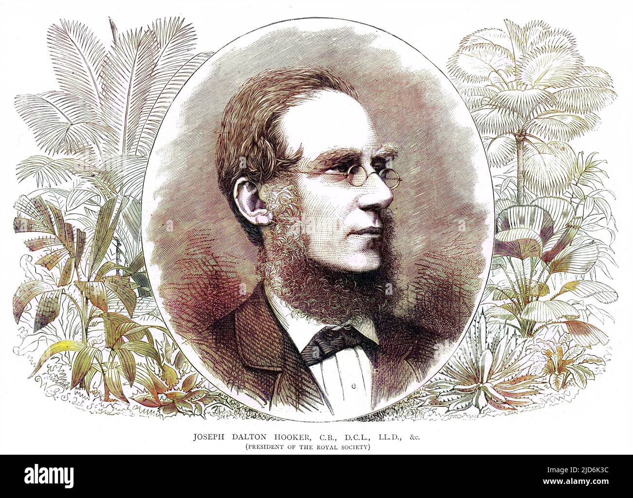 SIR JOSEPH DALTON HOOKER Botanist and traveller, President of the Royal Society. Colourised version of: 10161160       Date: 1817 - 1911 Stock Photo