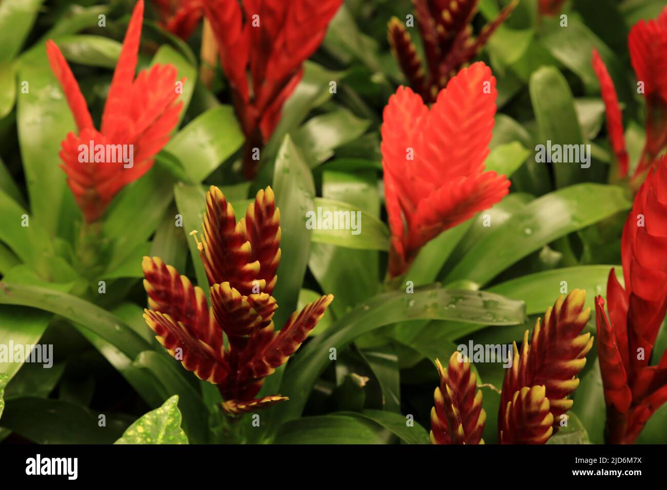 Beautiful and colorful Vriesea Splendens plants in the garden Stock Photo