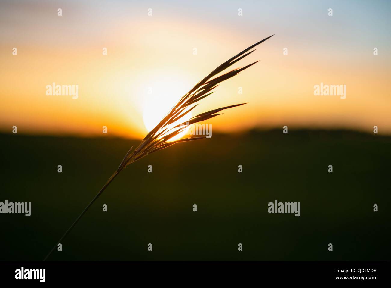 The silhouette of a dry grass plant against the background of the setting sun. Light, airy blades of grass on the background of an orange sunset Stock Photo