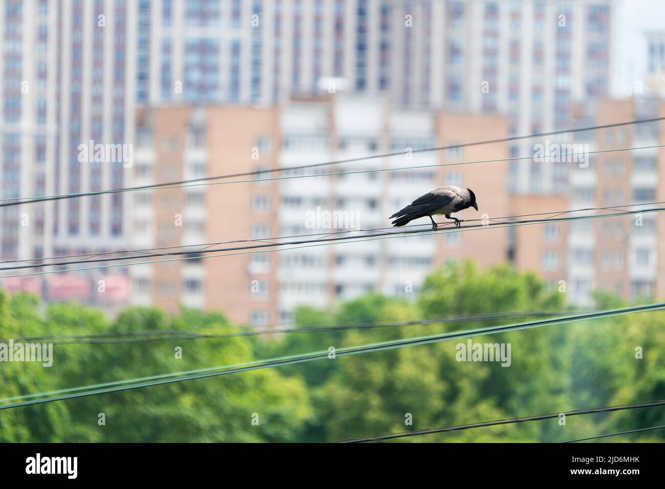 A crow on the wires in the city. High quality photo Stock Photo