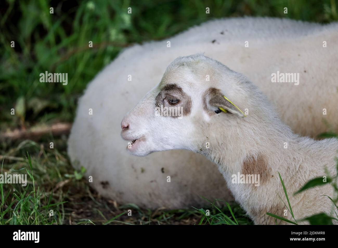 Young sheep with its colorful wool feeds with grass in Eco pasture Stock Photo