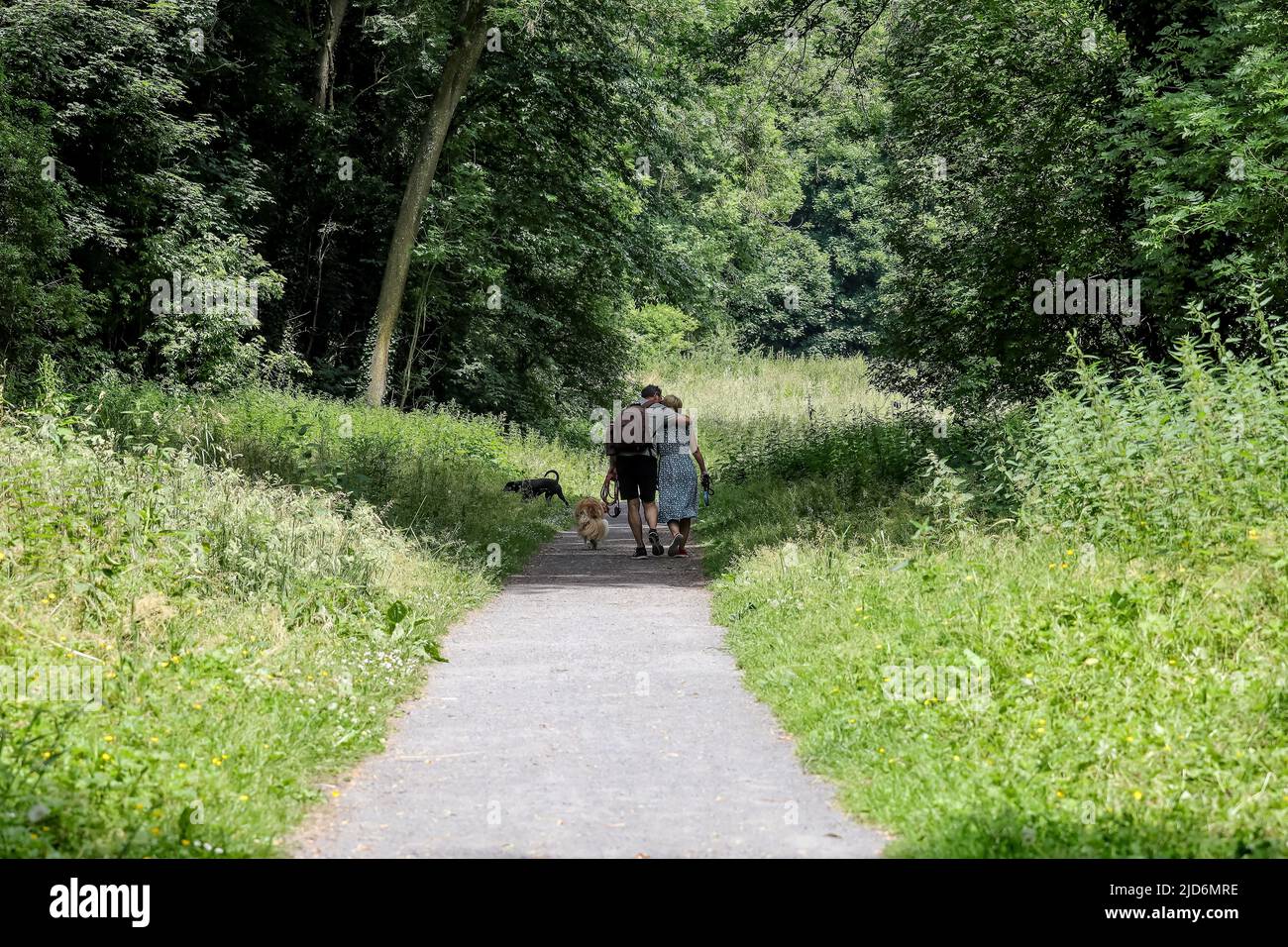 a loving couple walking in the forest with their dogs Stock Photo - Alamy