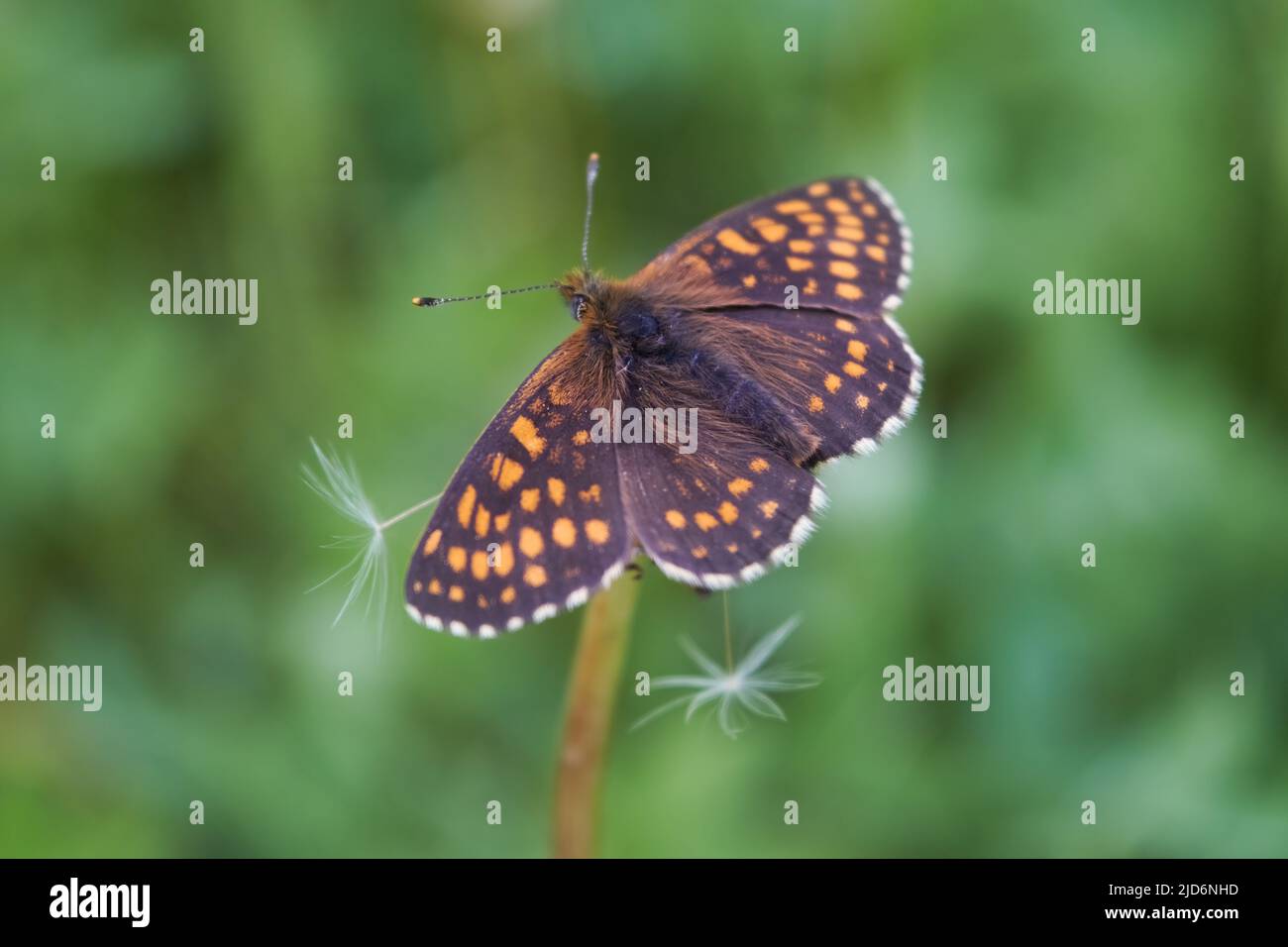Northern Brown Argus butterfly, Latin name Plebeius artaxerxes on a green leaf close-up. Stock Photo