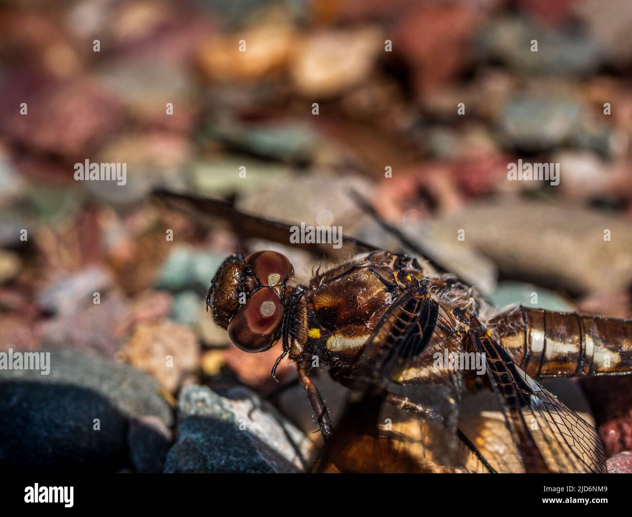 Lord tennyson and dragonfly hires stock photography and images Alamy