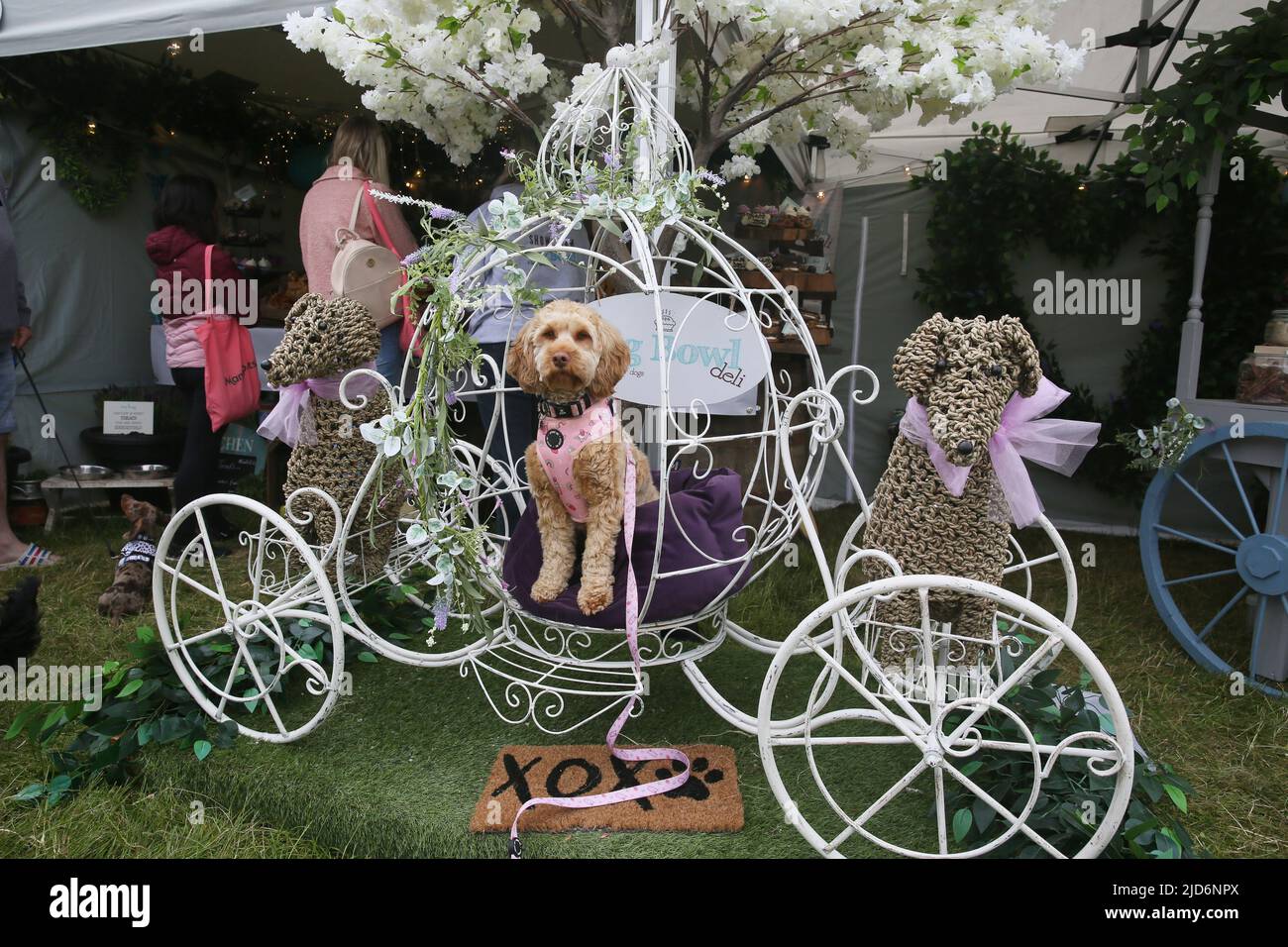 Knutsford, UK. 18th June, 2022. Dog Fest takes place in Cheshire with