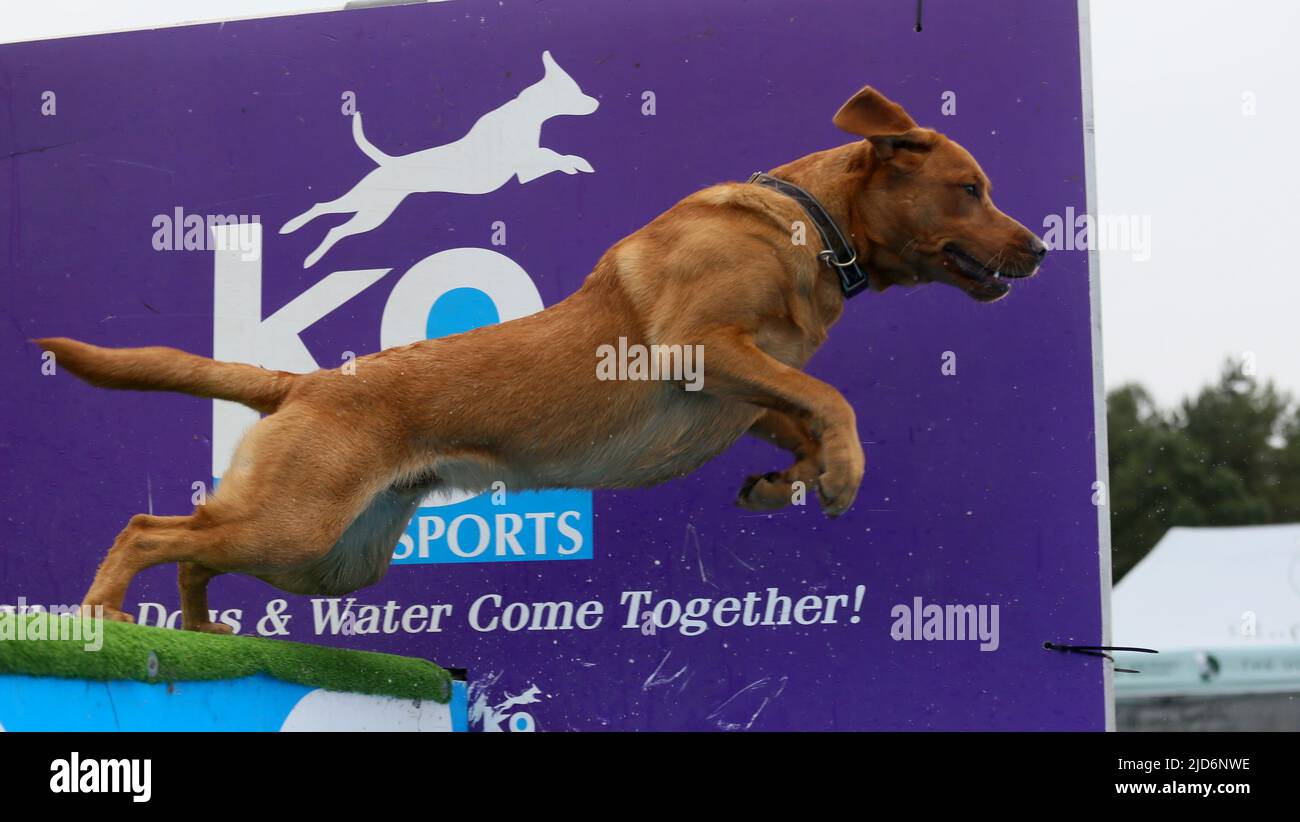 Knutsford, UK. 18th June, 2022. Dog Fest takes place in Cheshire with