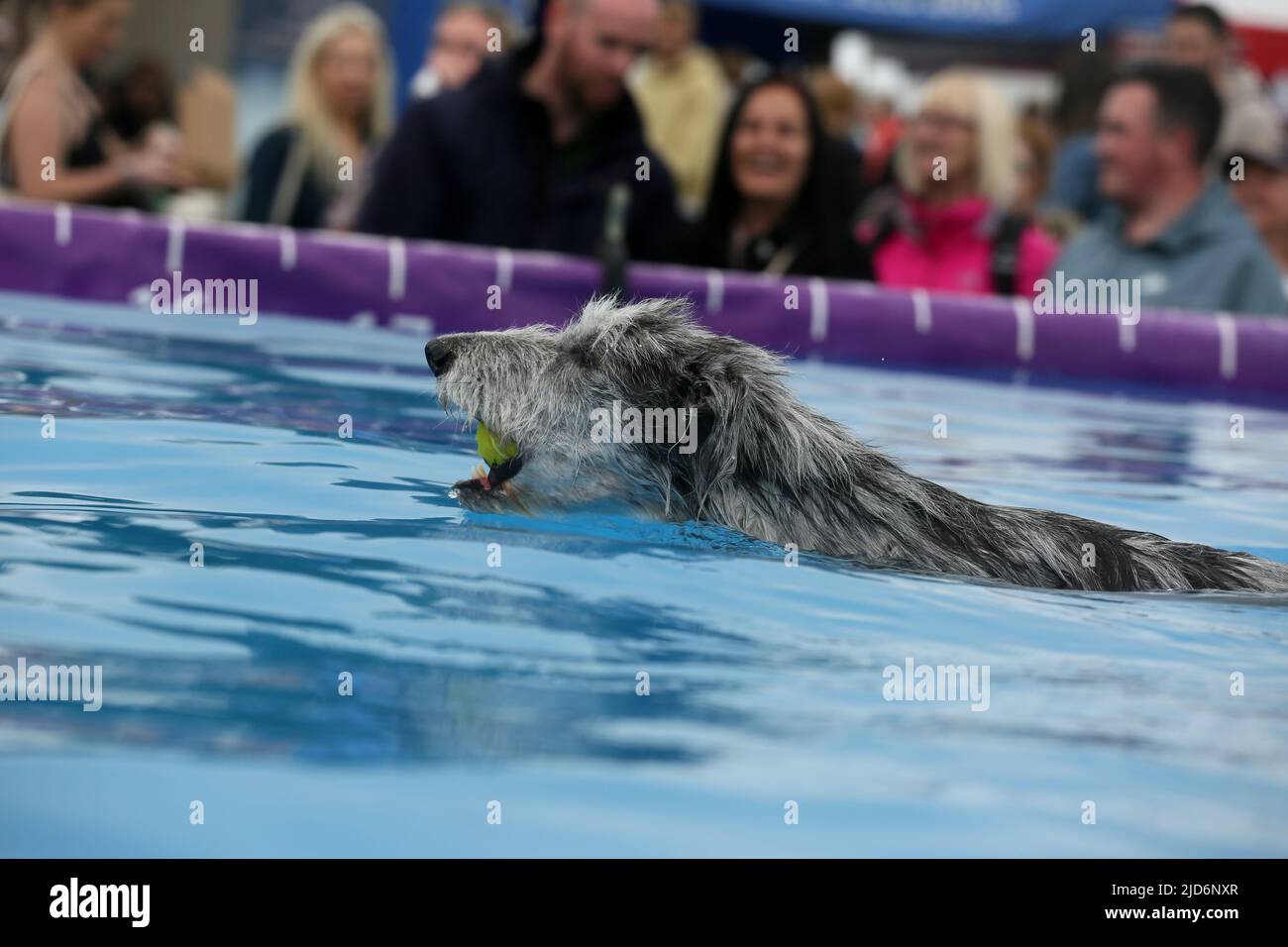 Knutsford, UK. 18th June, 2022. Dog Fest takes place in Cheshire with