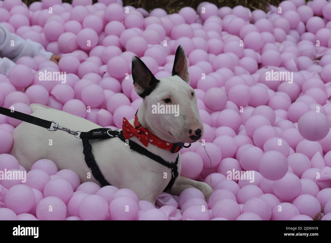 Knutsford, UK. 18th June, 2022. Dog Fest takes place in Cheshire with