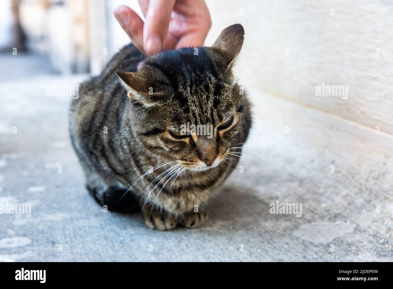 Portrait of a striped tabby cat (mackerel tabby) with different tones