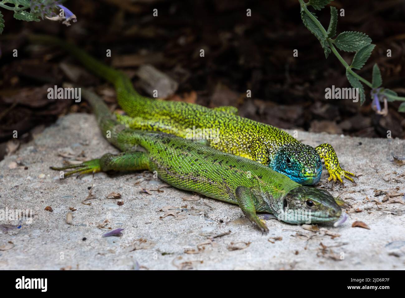 Close-up of a male and female green lizard couple (Lacerta bilineata or Lacerta vivipara, Smaragdeidechse) side by side on a stone. Focus on male liza Stock Photo