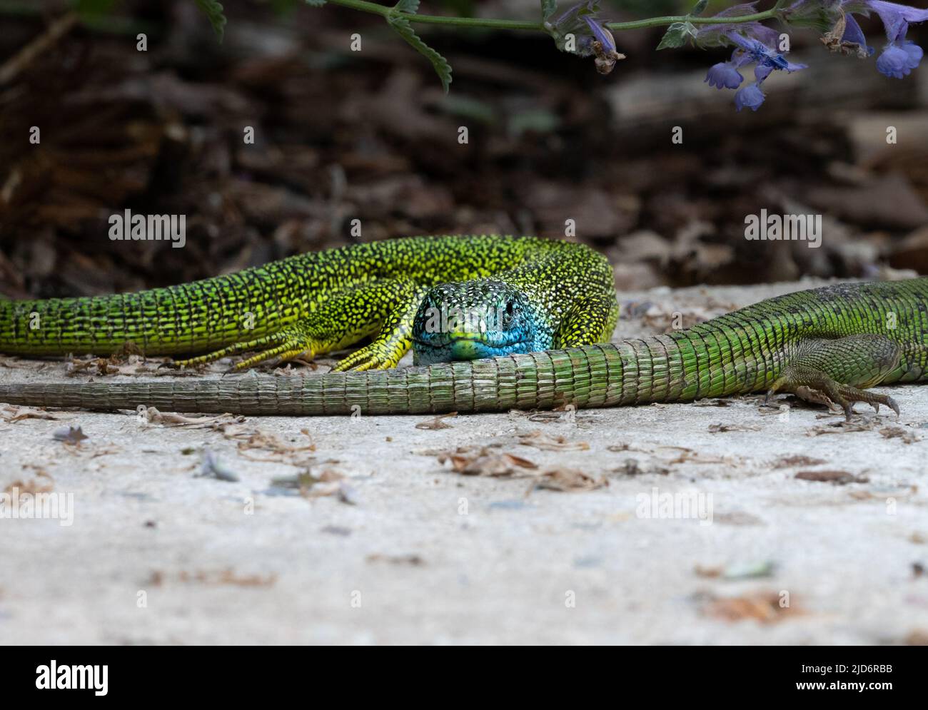 Close-up of a male and female green lizard couple (Lacerta bilineata or Lacerta vivipara, Smaragdeidechse) on a stone. Focus on male lizard with its h Stock Photo