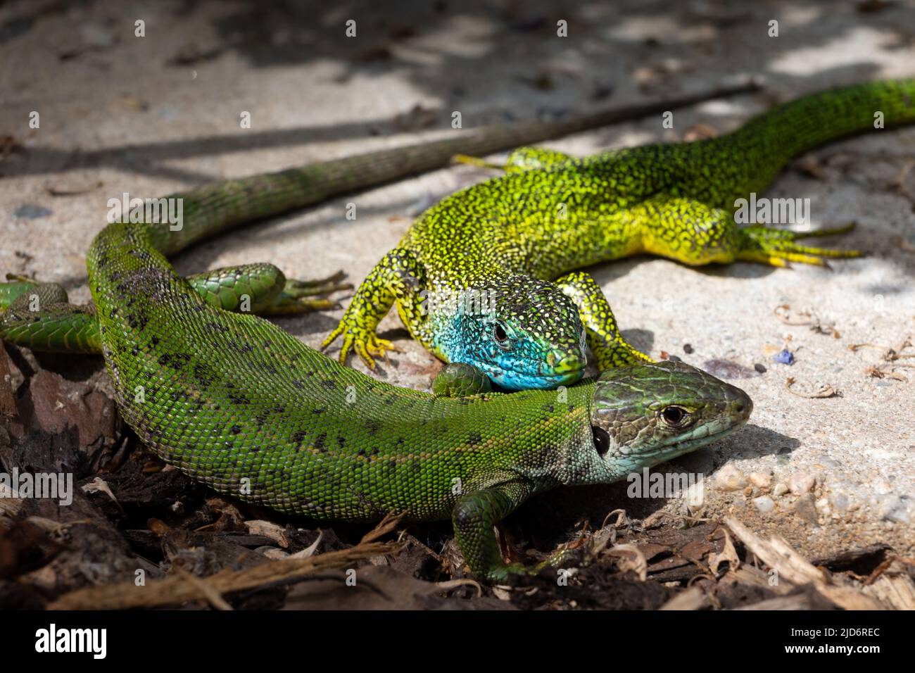 Close-up of a male and female green lizard couple (Lacerta bilineata or Lacerta vivipara, Smaragdeidechse) on a stone. Focus on male lizard with its h Stock Photo