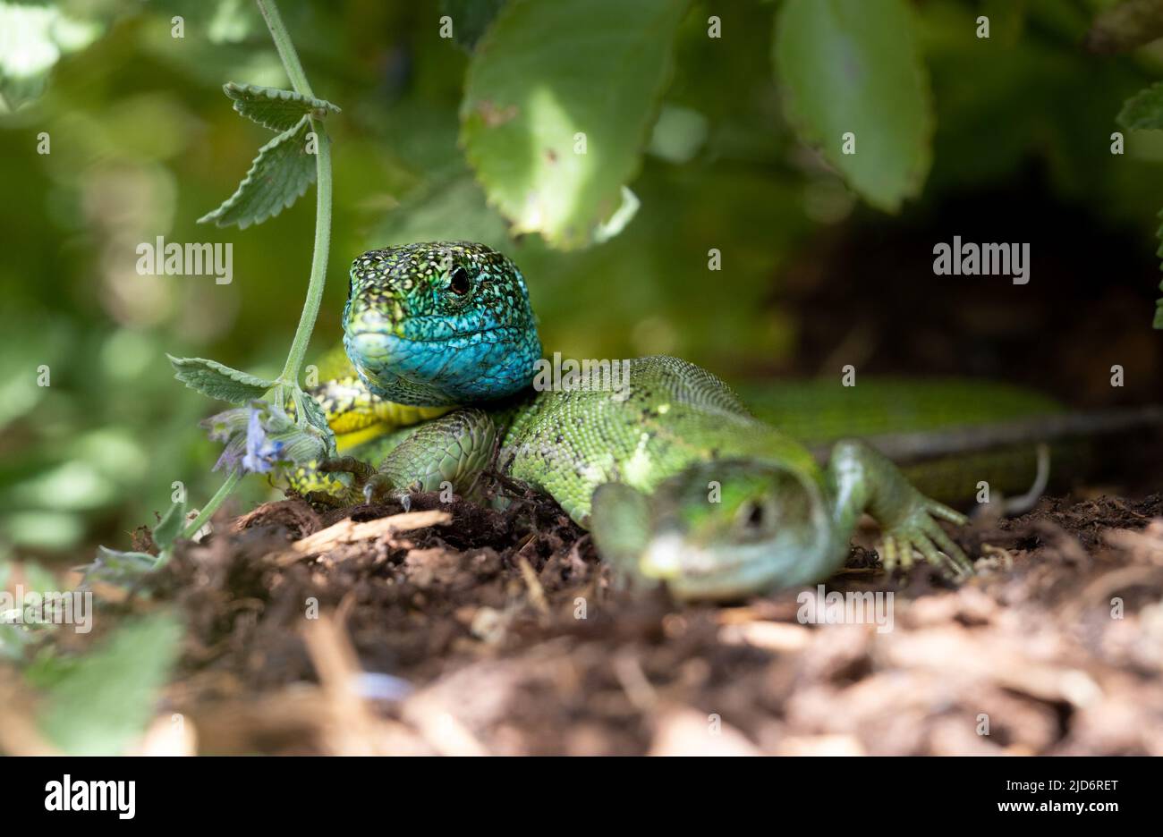 Close-up of a male and female green lizard couple (Lacerta bilineata or Lacerta vivipara, Smaragdeidechse) looking into the camera. Focus on male liza Stock Photo