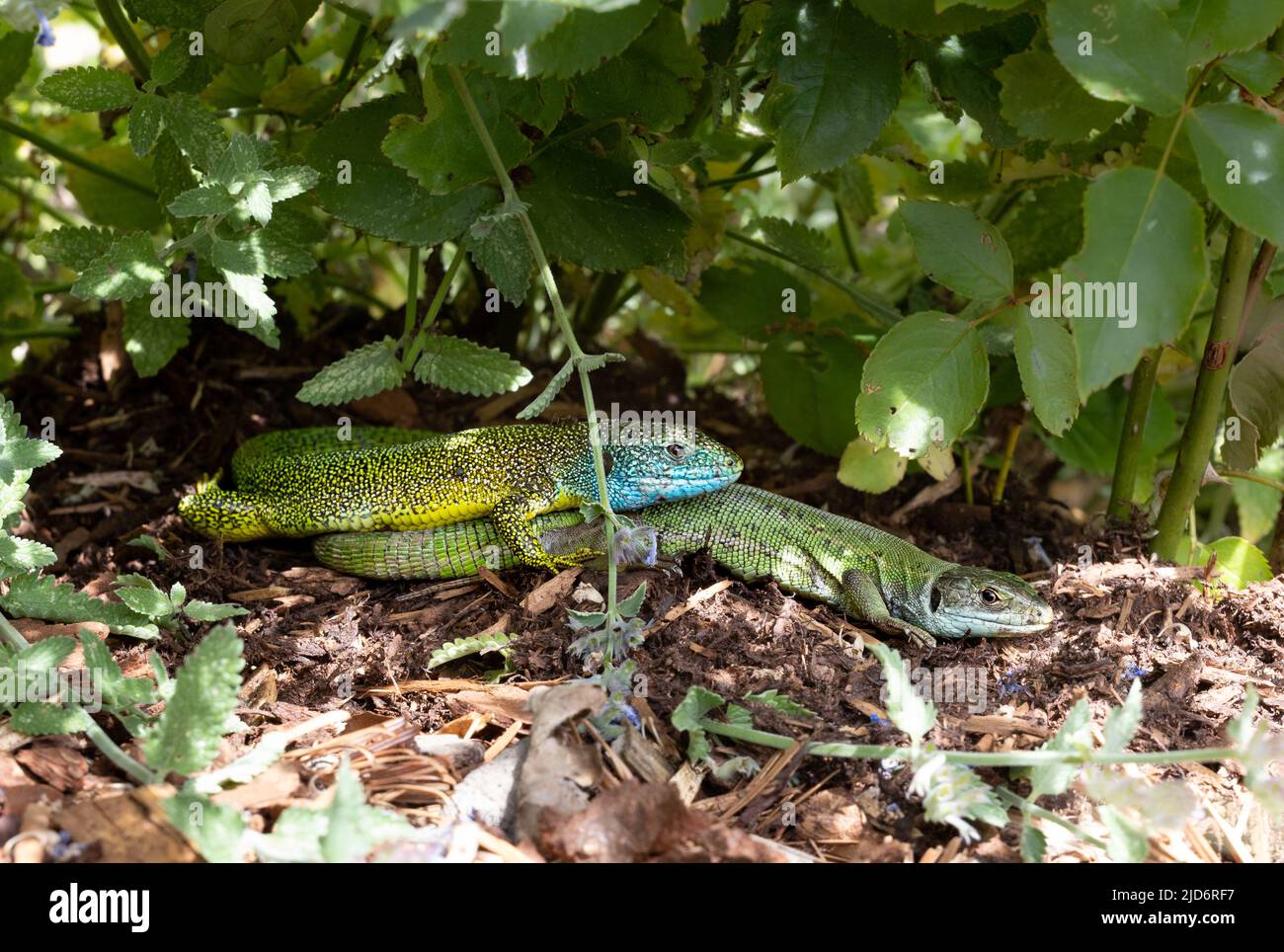 Close-up of a male and female green lizard couple (Lacerta bilineata or Lacerta vivipara, Smaragdeidechse) on wooden ground under some leaves. Male li Stock Photo