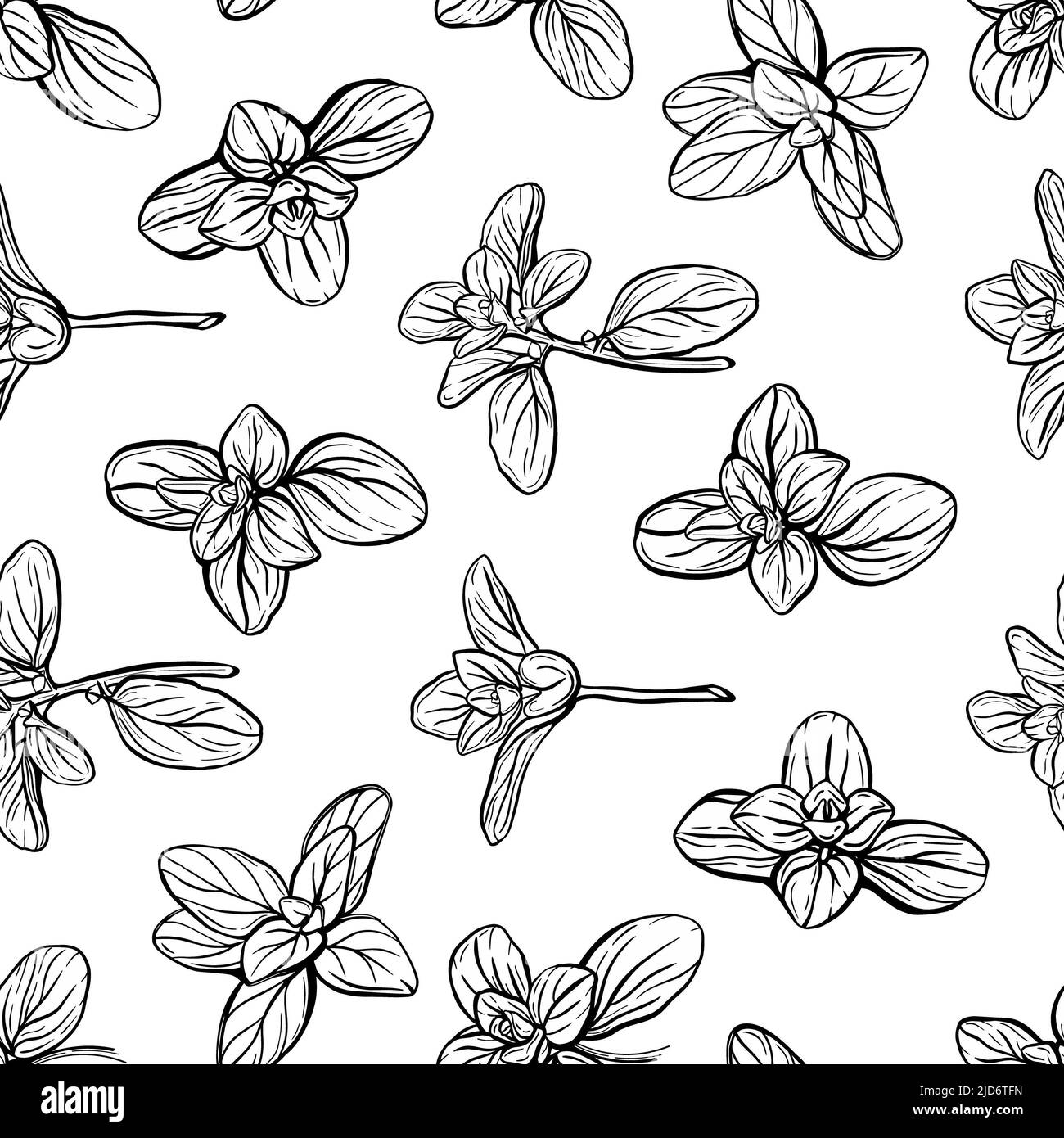 Basil Pattern. Italian herbs.A sprig of marjoram Stock Photo Alamy