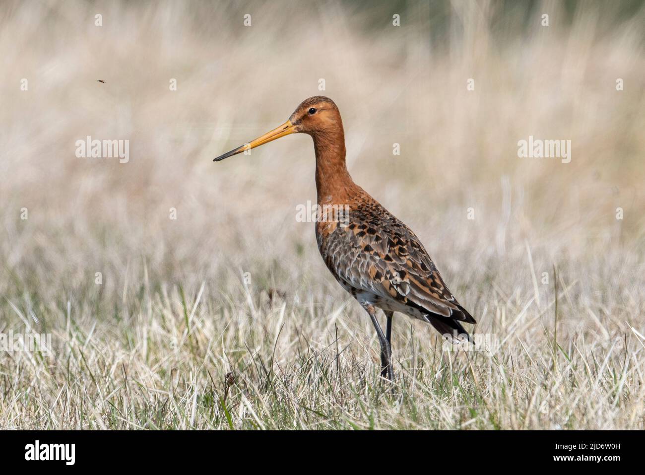 Black-tailed Godwit (Limosa limosa islandica) in summer plumage in Iceland. Stock Photo