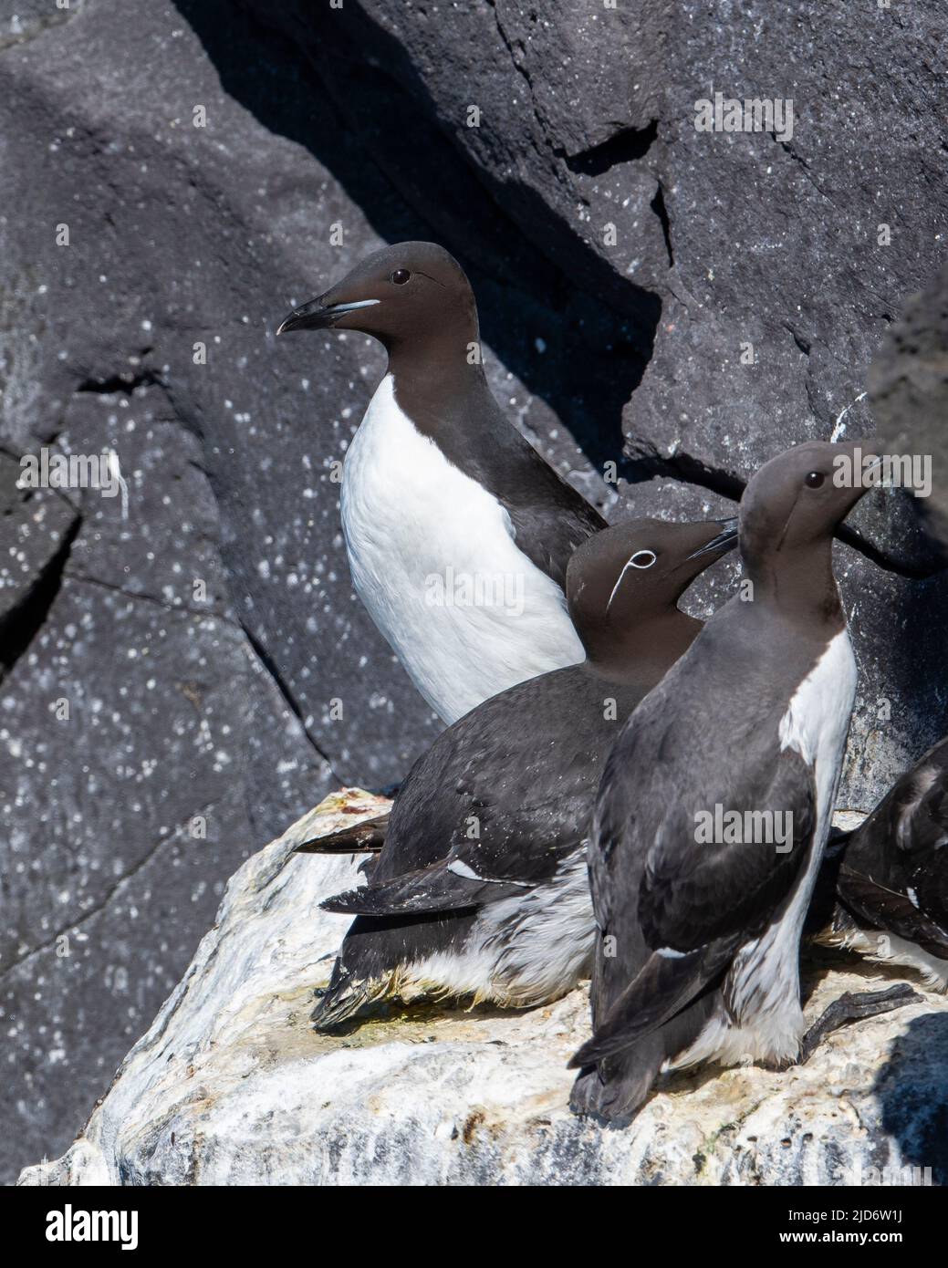Brunnich's Guillemot (Uris lomvia) on a cliff face in Iceland. Stock Photo