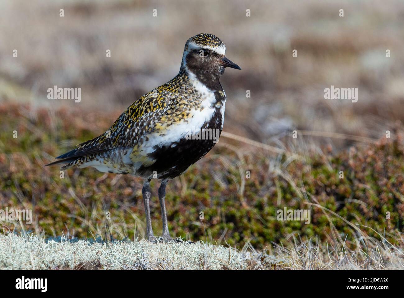 Golden Plover (Pluvialis apricaria) on the moors and tundra in Northern Iceland Stock Photo