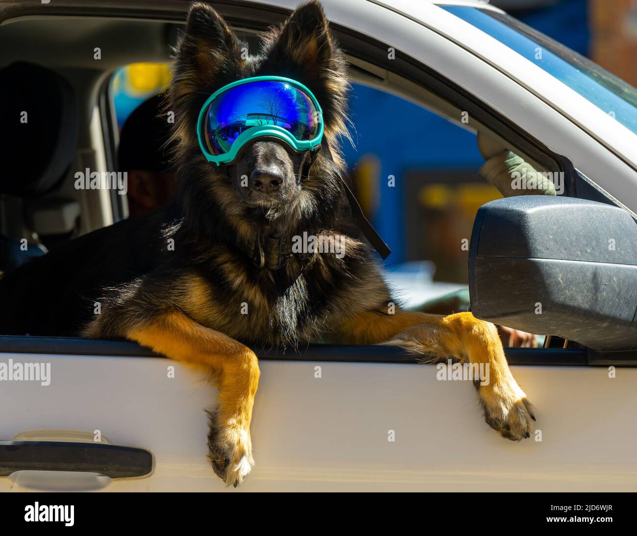 Portrait of a dog riding in white truck wearing tinted ski goggles with paws and legs hanging out of passenger window. Stock Photo