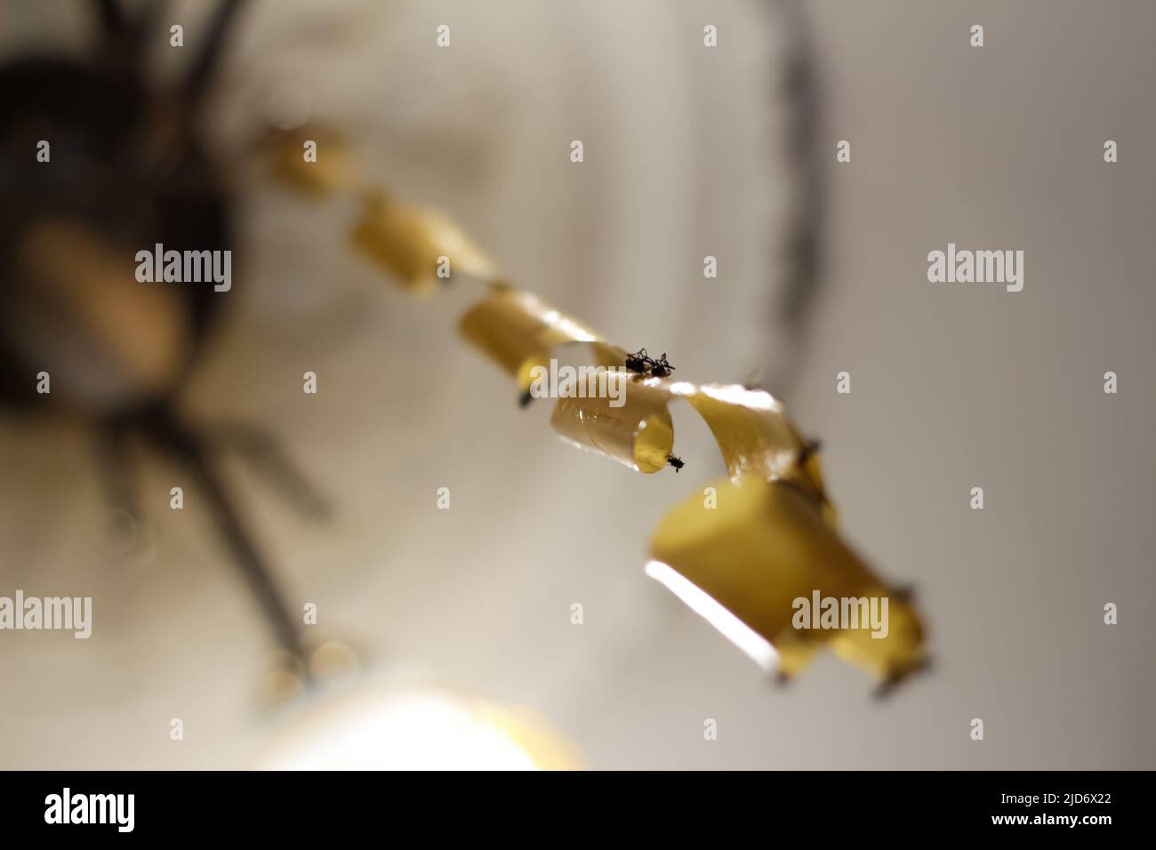 Defocus fly on yellow flypaper. Dead flies on sticky tape, trap for