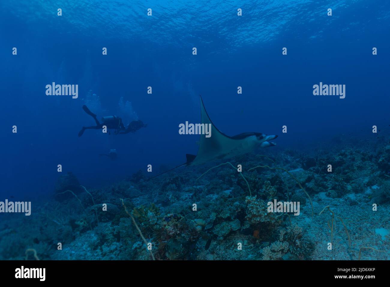 Manta Rays swim at the Tubbataha Reefs Philippines Amazing animal Stock