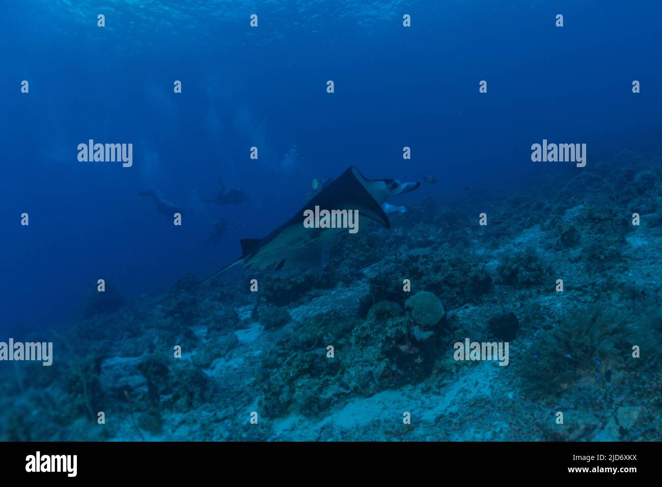 Manta Rays swim at the Tubbataha Reefs Philippines Amazing animal Stock ...