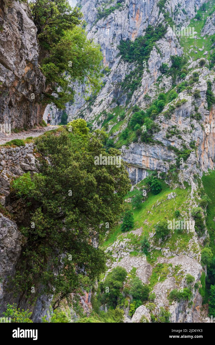 Senda del rio Cares, a path that runs through a gorge in the Picos de Europa, in the Catabrica mountain range. Stock Photo