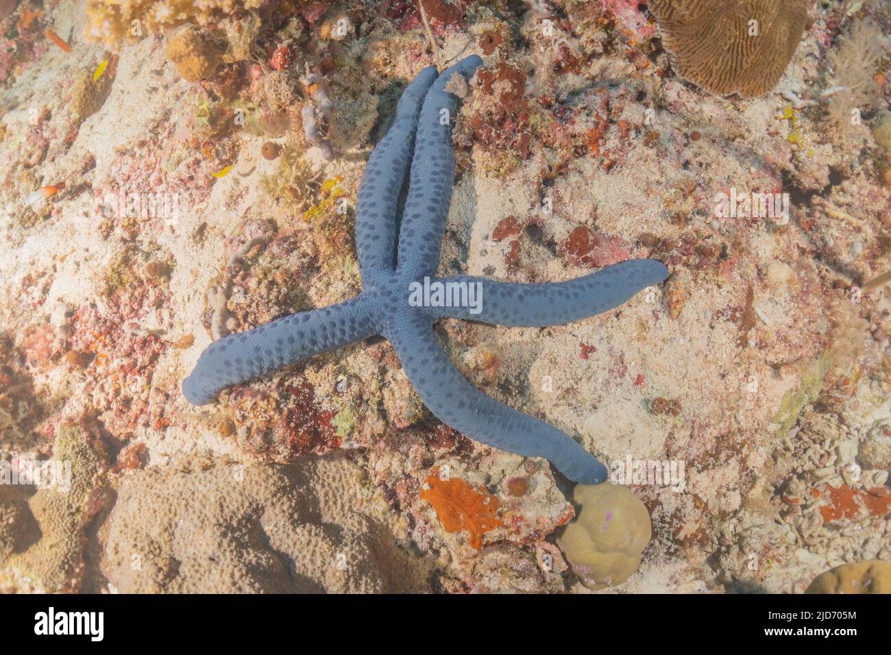 Starfish On the seabed at the Tubbataha Reefs Philippines Stock Photo