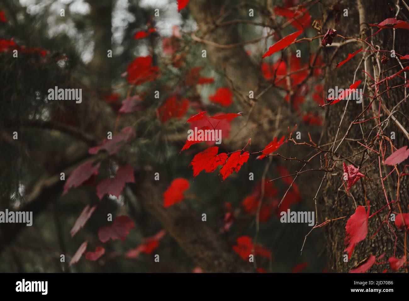 Grape vine growing wild in the Australian bush with vibrant red leaves