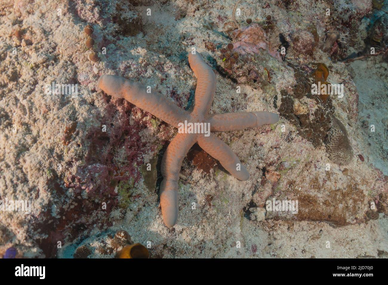 Starfish On the seabed at the Tubbataha Reefs Philippines Stock Photo