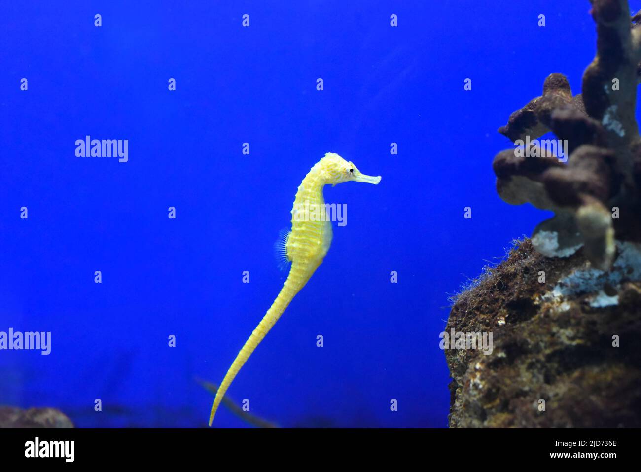 A yellow seahorse in an aquarium Stock Photo