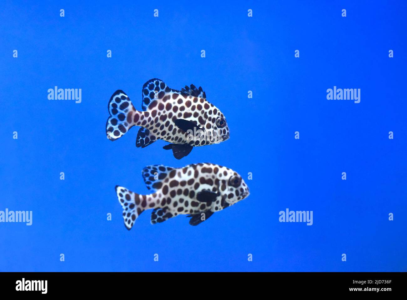 A harlequin sweetlips fish in aquarium close up Stock Photo