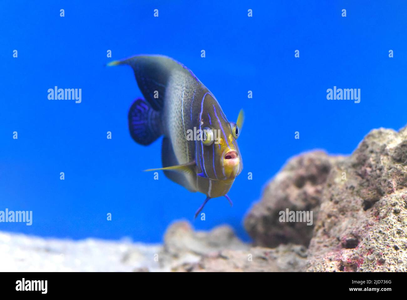 Saltwater angelfish hi-res stock photography and images - Alamy