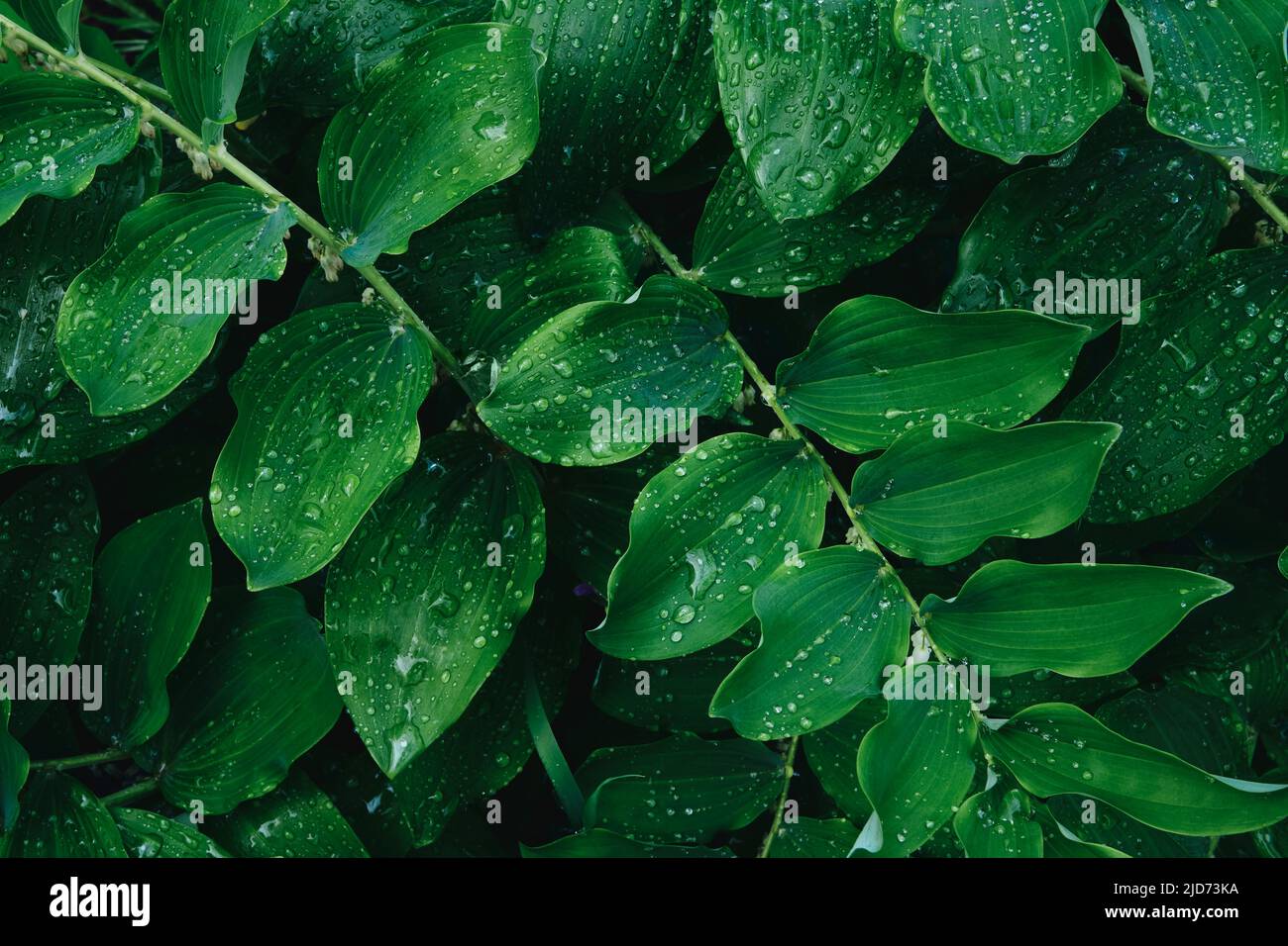 Green leaves texture background. Natural background of green foliage of Solomon seal in spring garden. Polygonatum odoratum - latin name of plant. Stock Photo