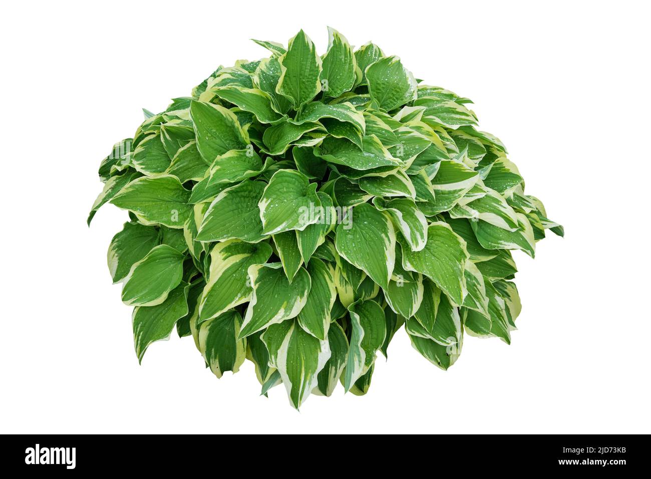 Hosta plant, plantain lily, isolated on white background. Stock Photo