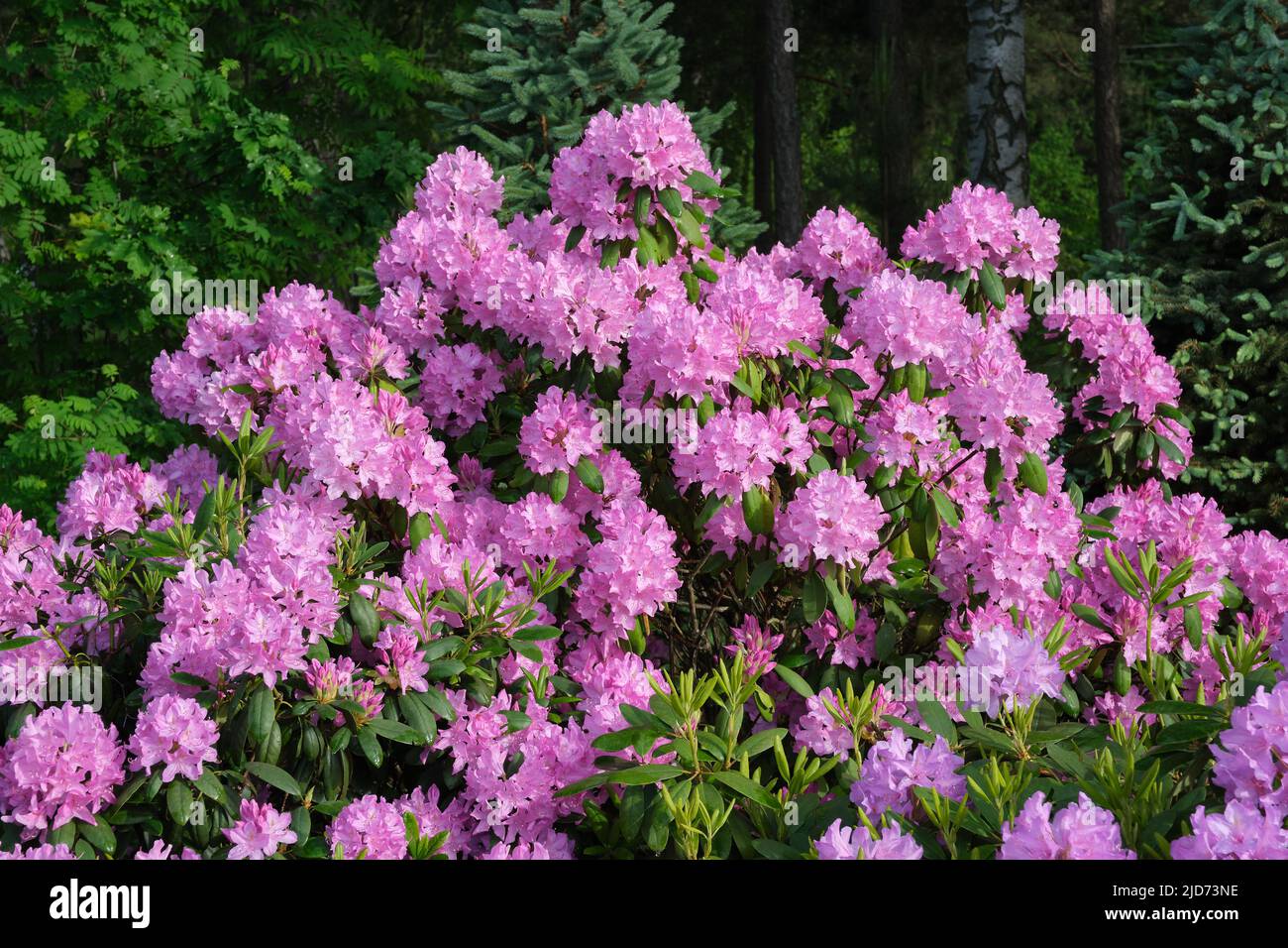 Beautiful lushly blooming Rhododendron. Hybrid Rhododendron bush in summer garden. Stock Photo
