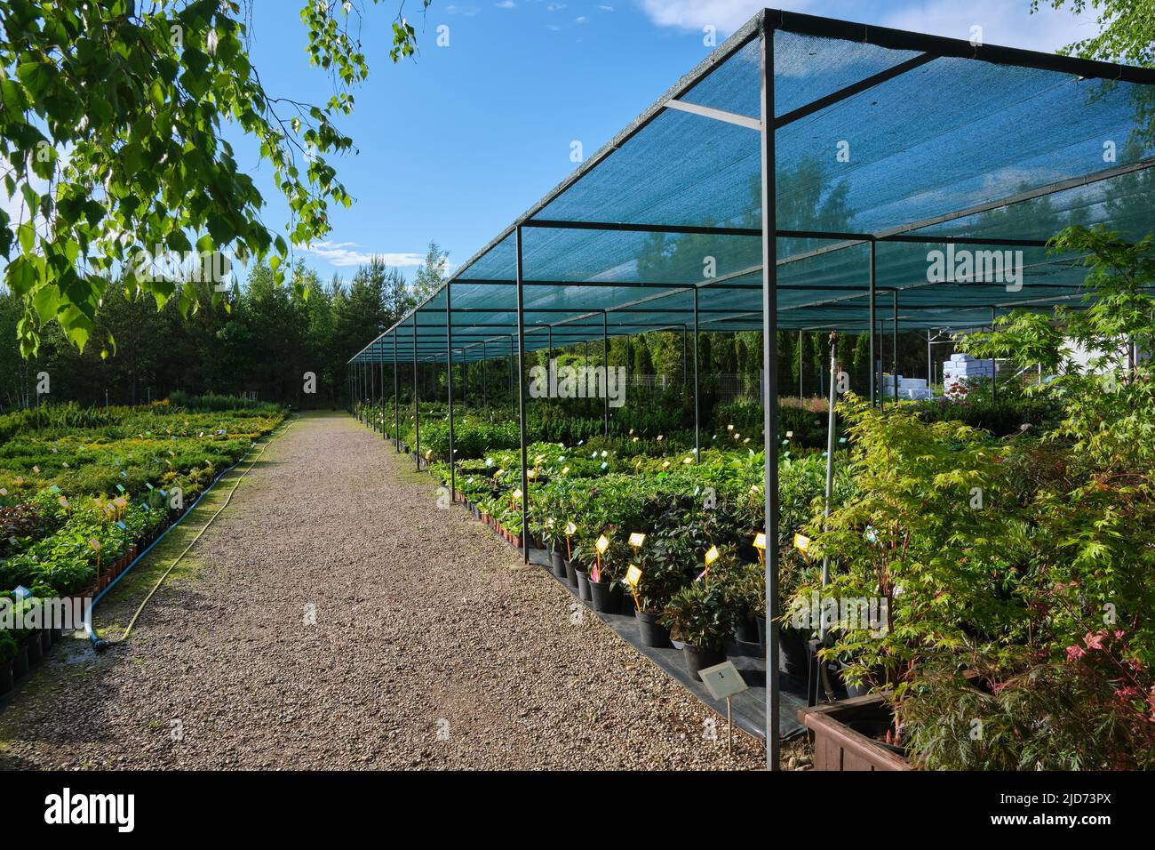 Plants in plastic pots, seedling of plants and flowers at plant nursery. Stock Photo