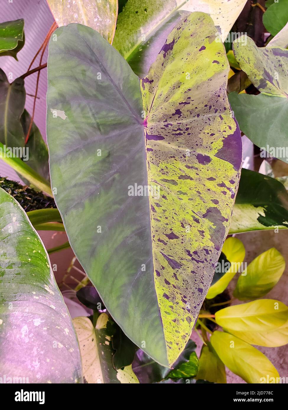 Beautiful half moon and speckled green and black pattern on Mojito Elephant  Ear Plant Colocasia Stock Photo - Alamy