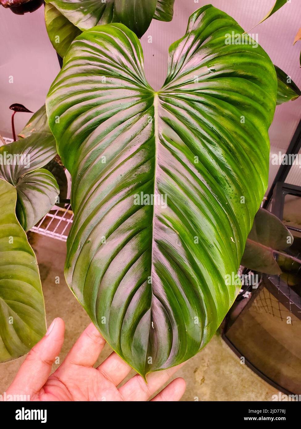 Beautiful leaf of Philodendron Rubrocinctum Platinum, a rare and exotic houseplant Stock Photo